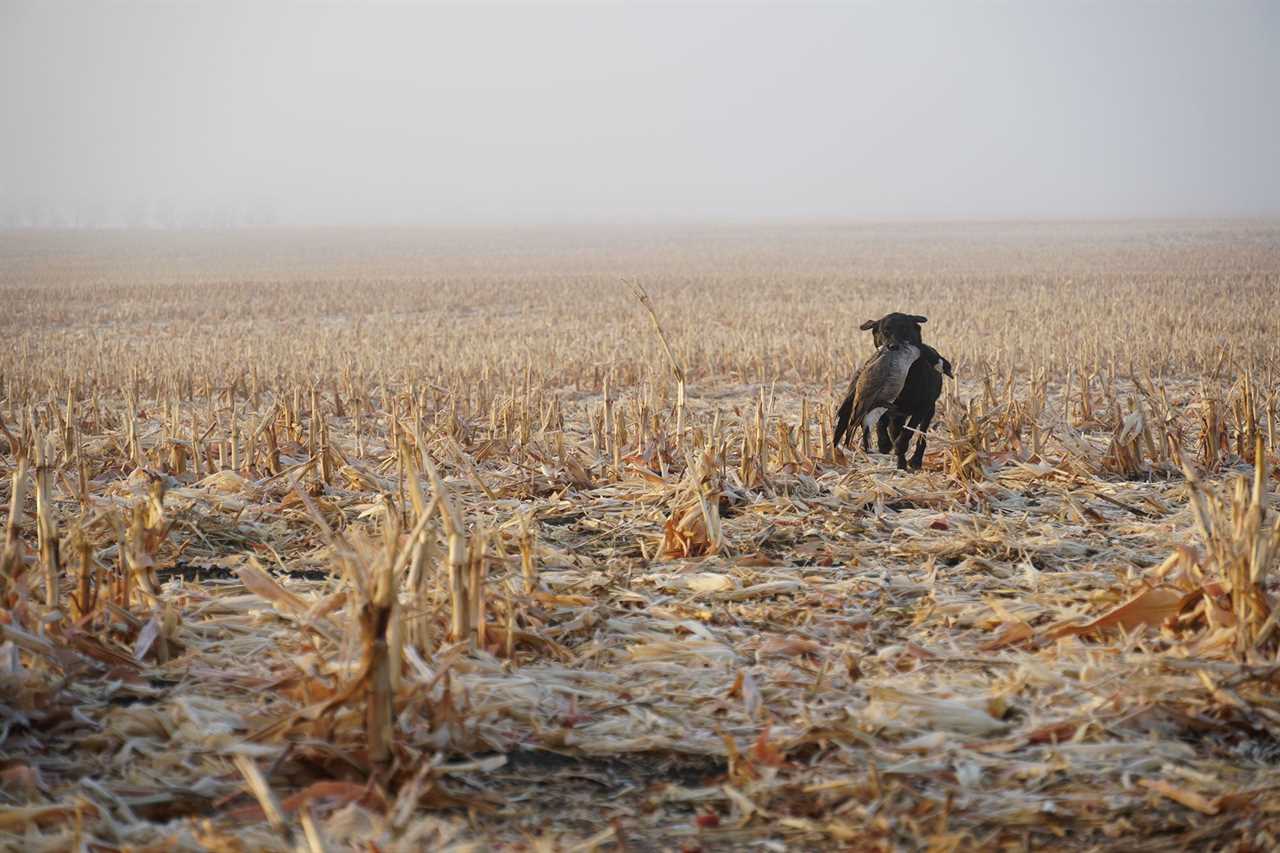 lesser goose retrieve