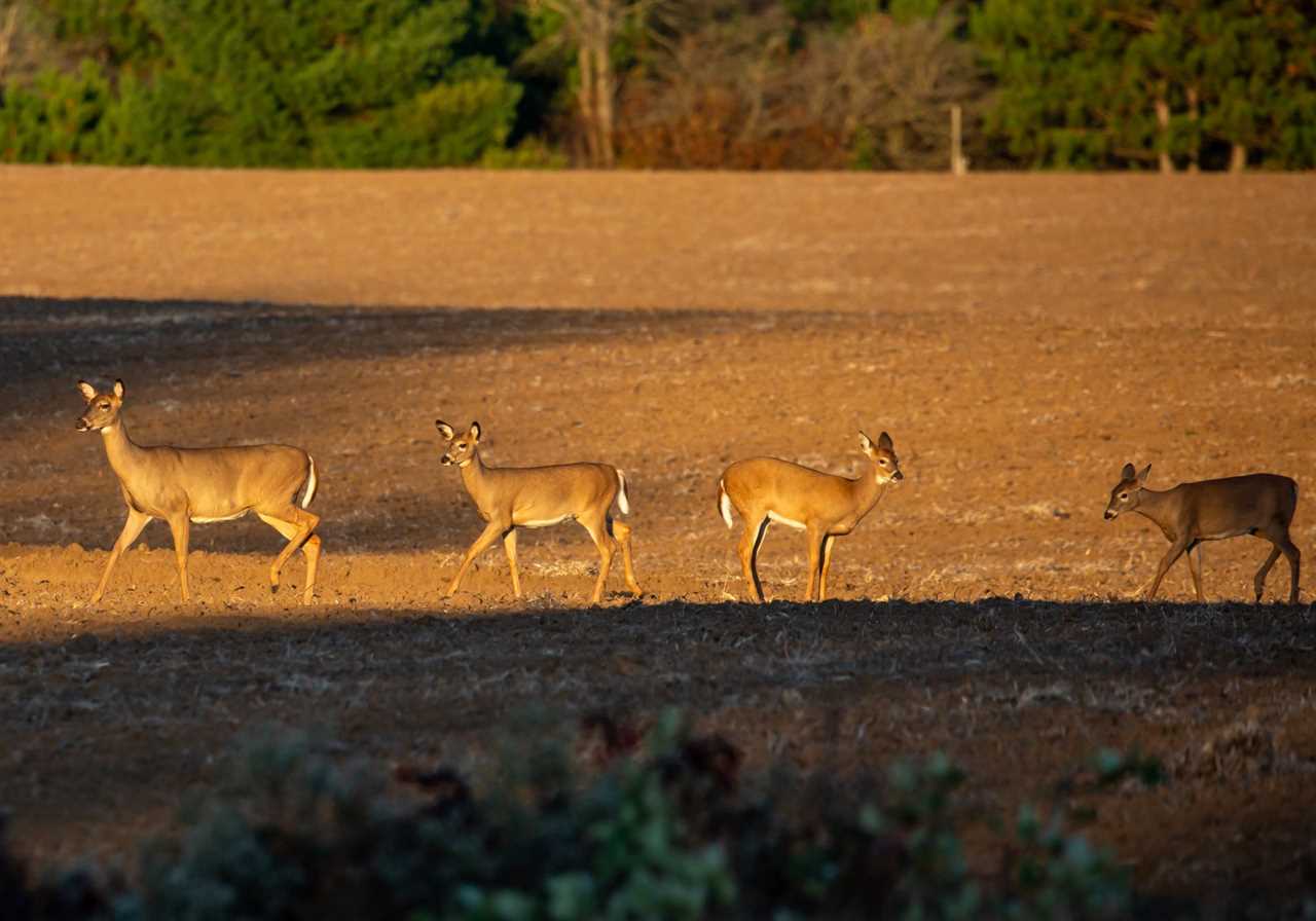 Michigan deer starved to death