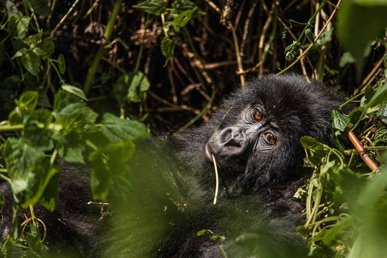 virunganationalpark