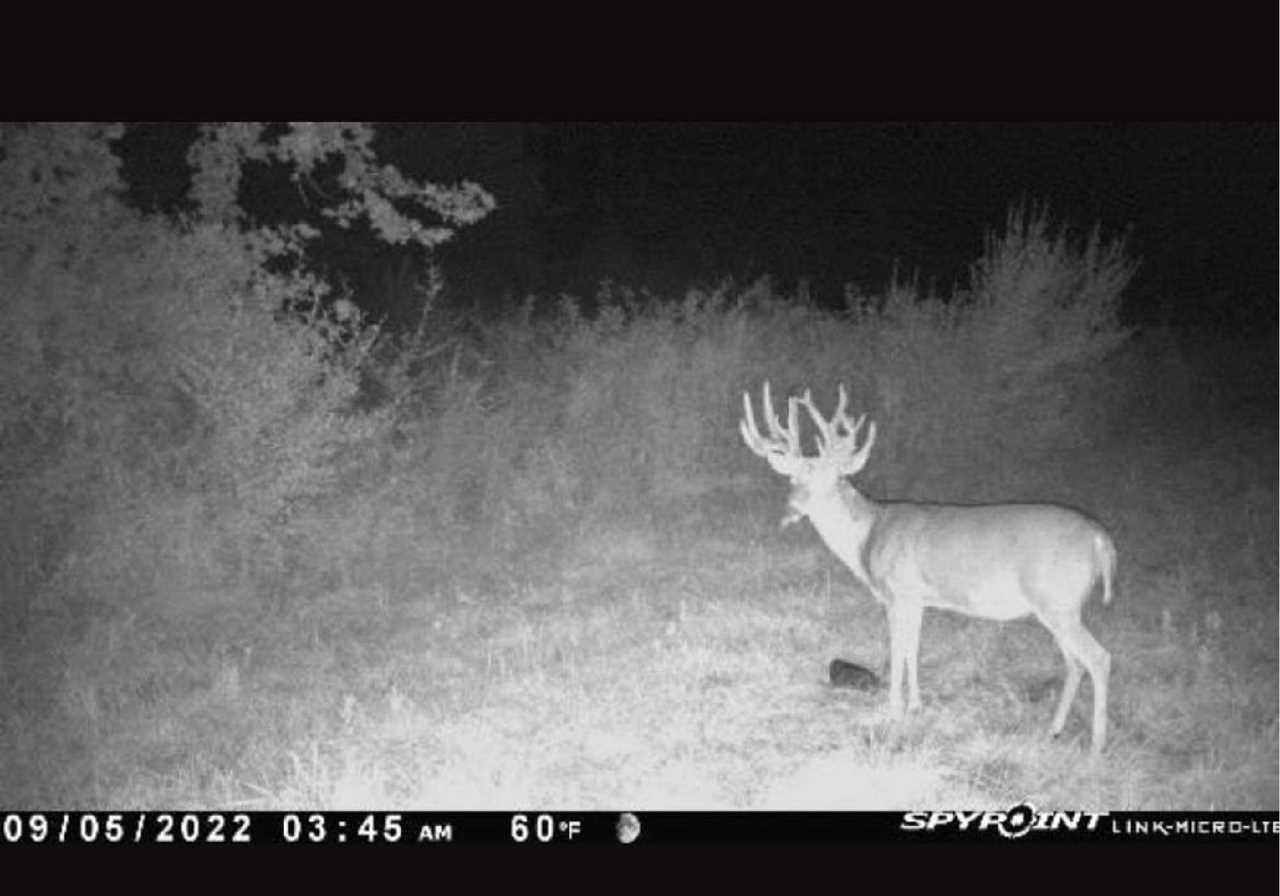 Ohio whitetail buck 25 pointer