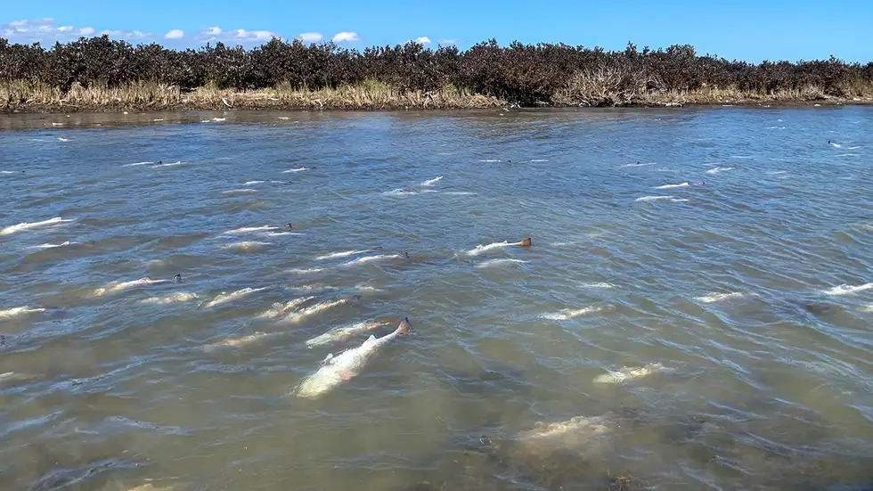 Pringle Lake Fish Kill TX