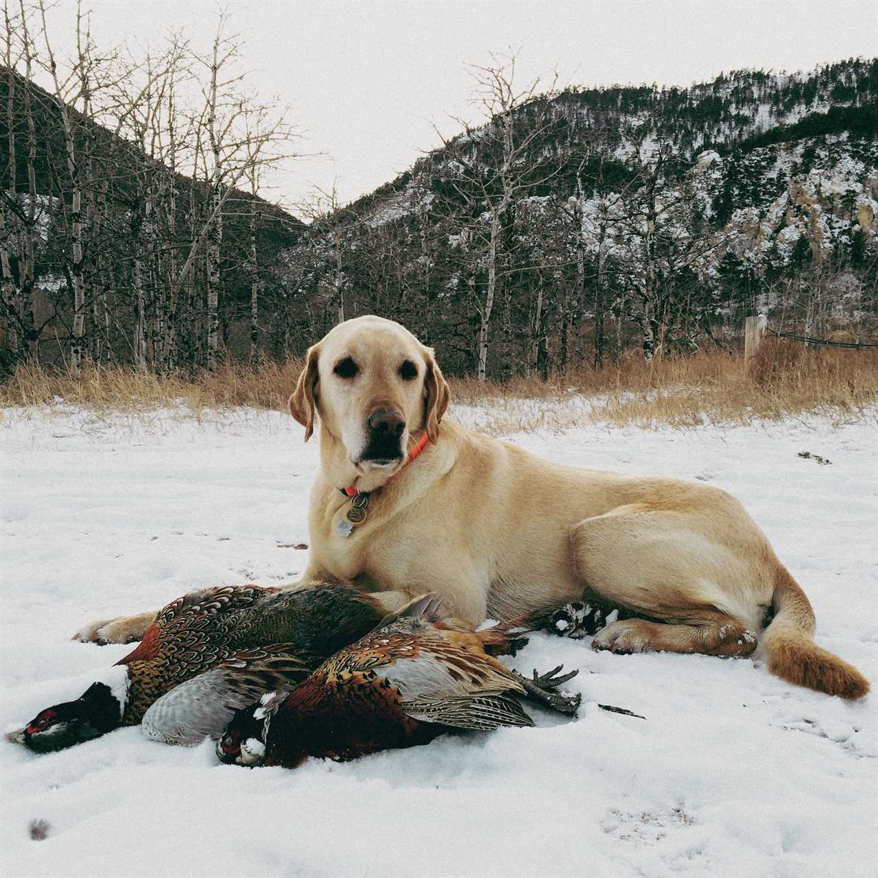 A Lesson from the Bird Dog Who Turned Me Into a Hunter
