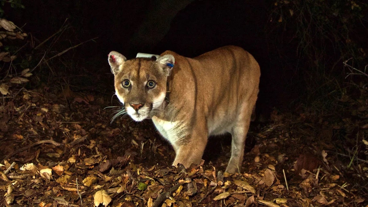 P-22 mountain lion dead Los Angeles