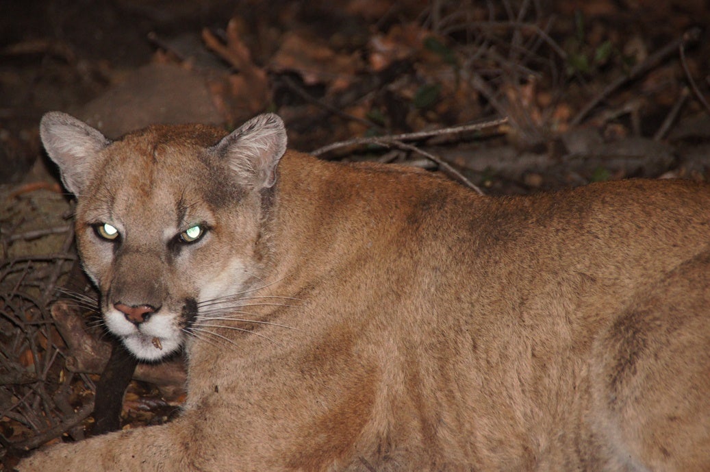 P-22 mountain lion trail camera