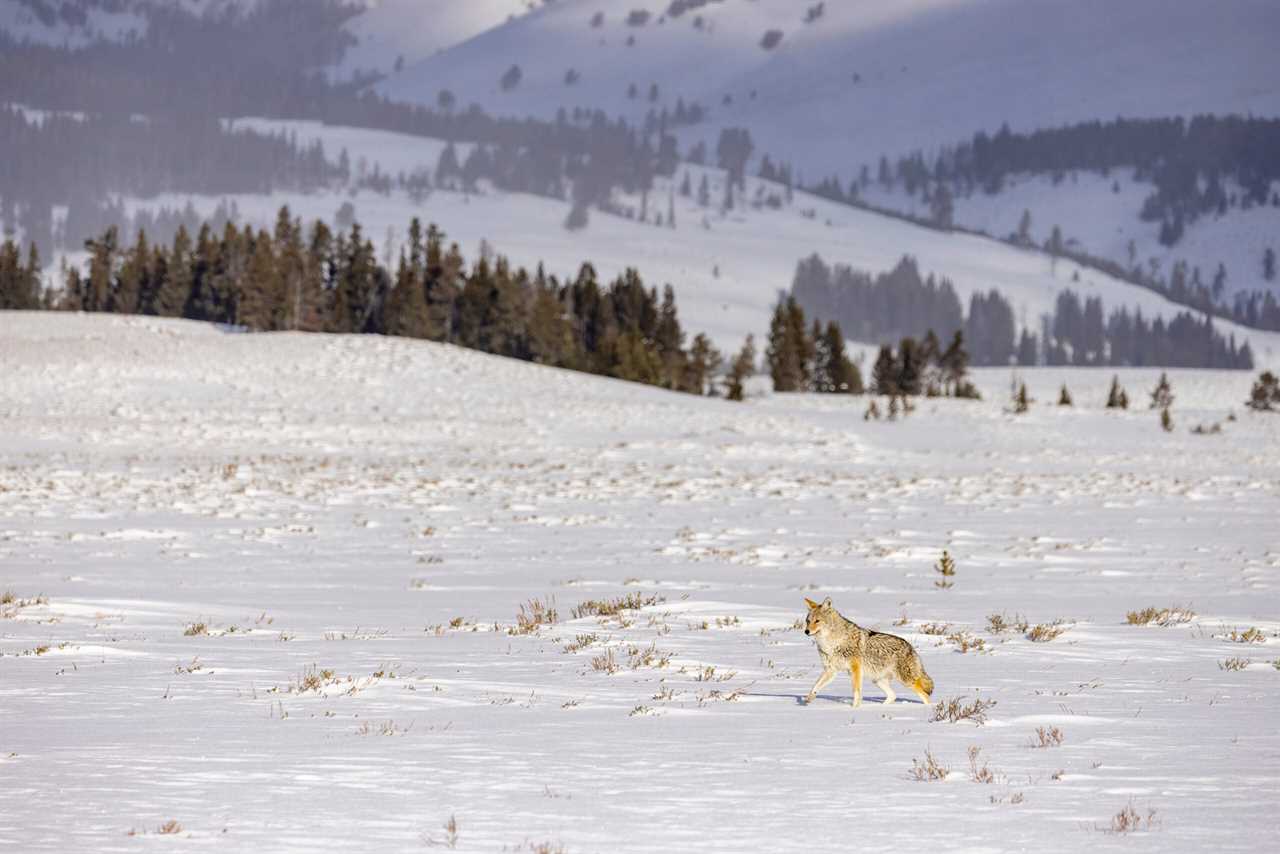 coyote hunting