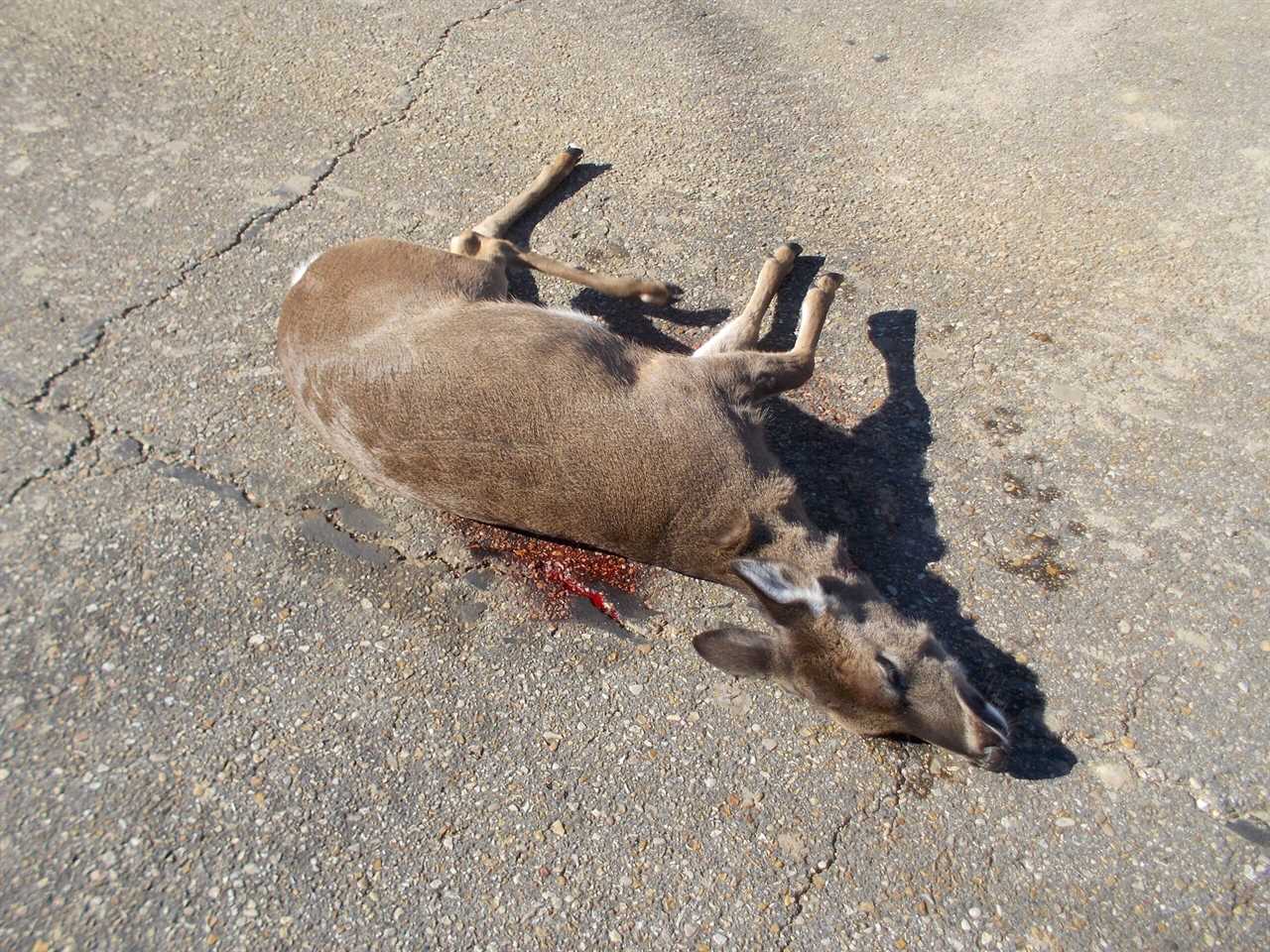 Butterbean whitetail deer poached Louisiana