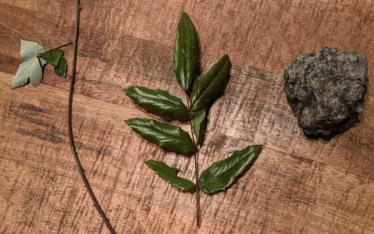 The durability test was conducted using Himalayan blackberry, Oregon grape, and a medium-sized rock.