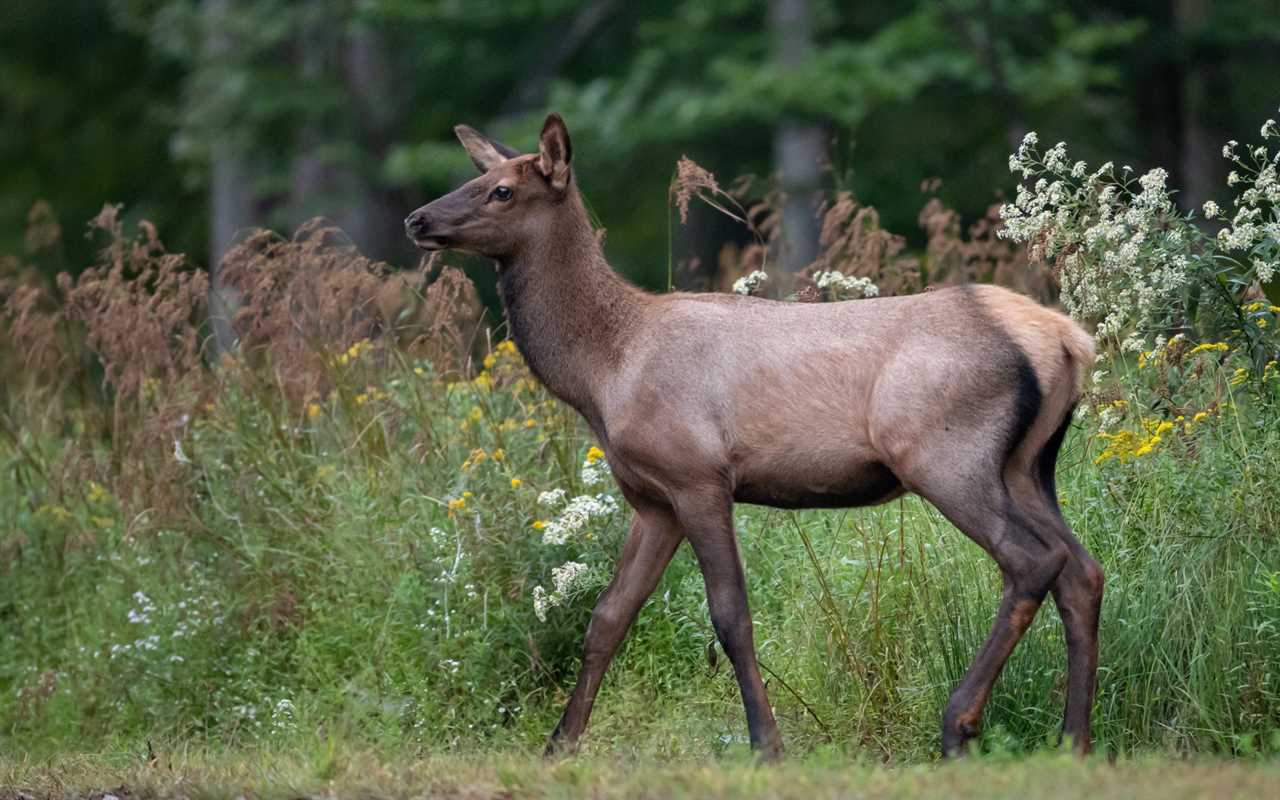 Elk calf poached with arrow Cherokee