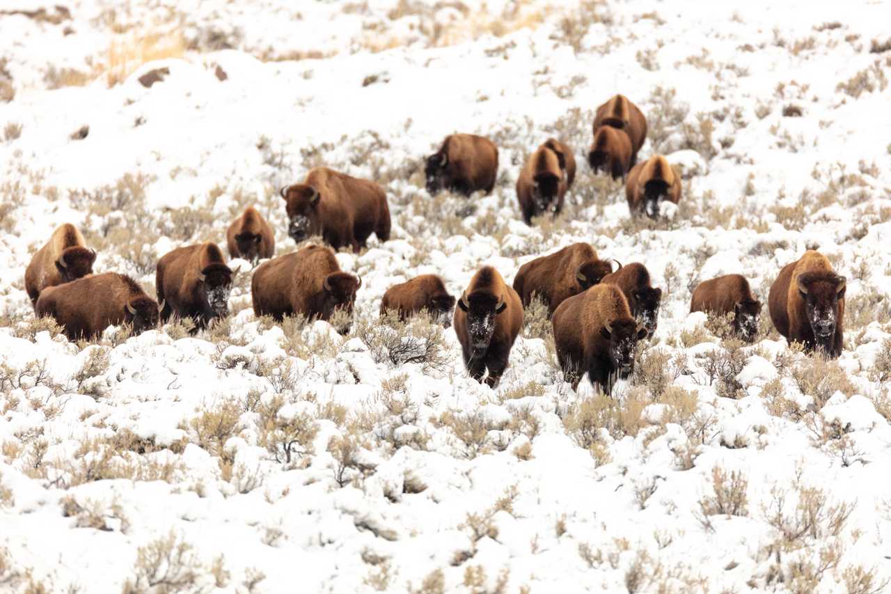 Bison in yellowstone national park.