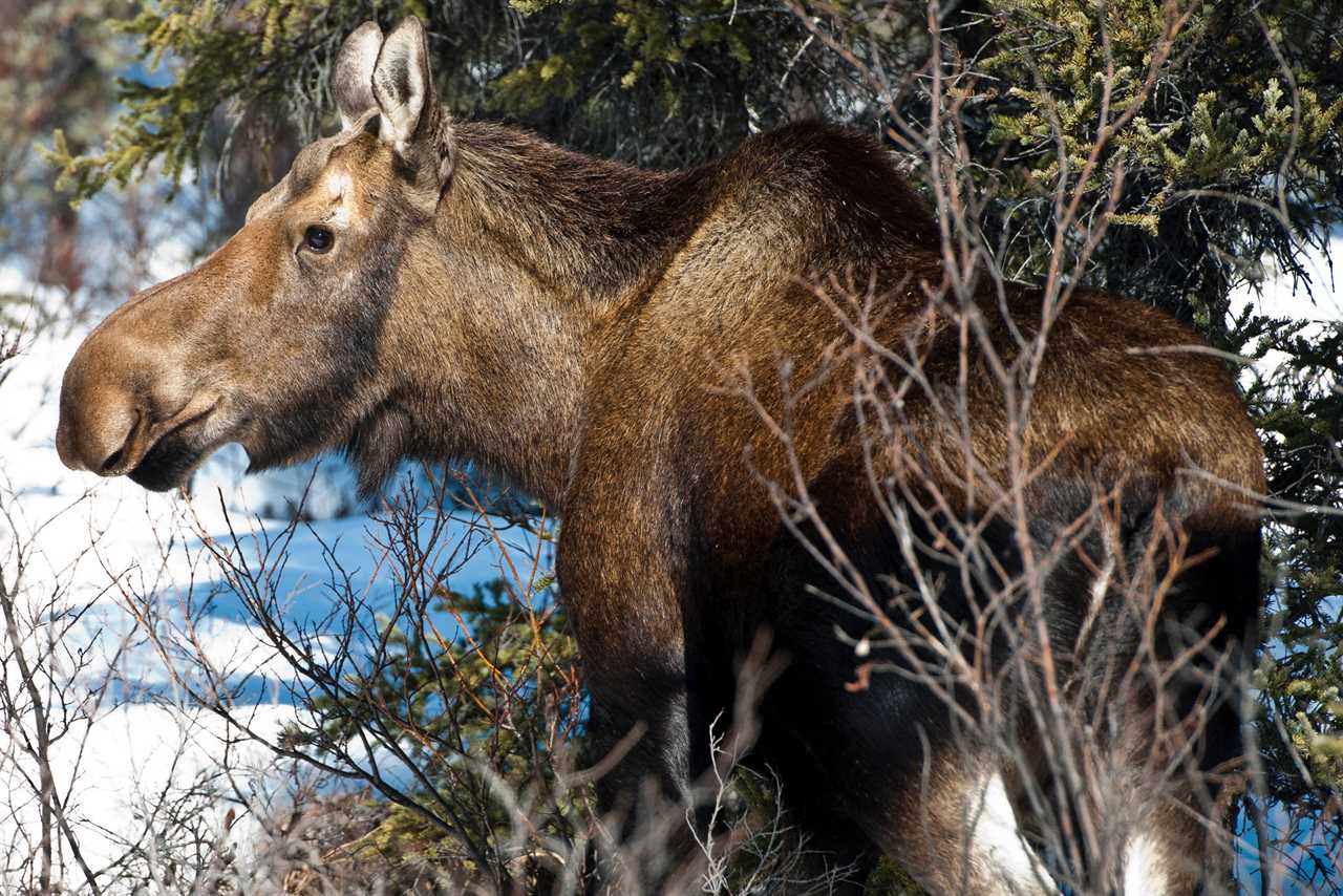 A cow moose attacked a woman near Ketchum, Idaho.