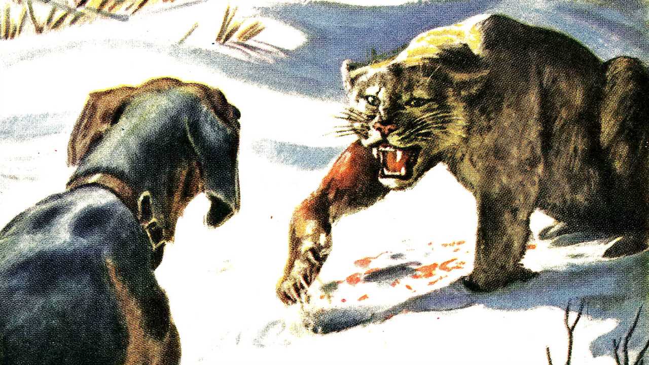 A bloody cougar faces off with a hound dog.