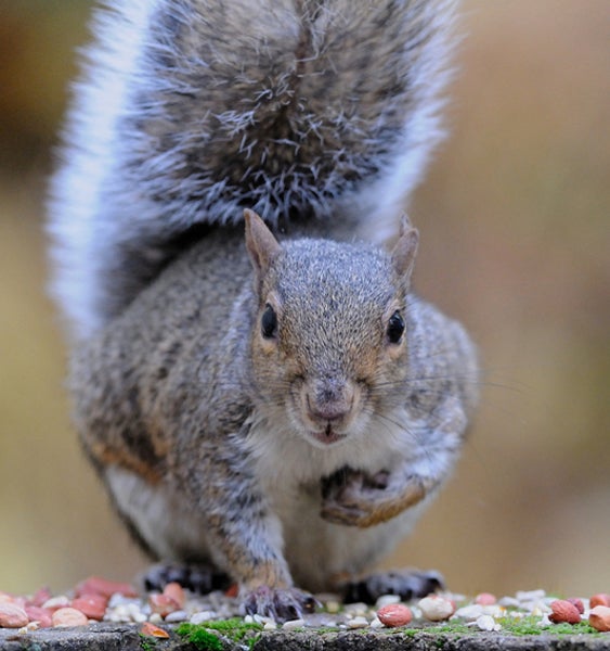 gray squirrel