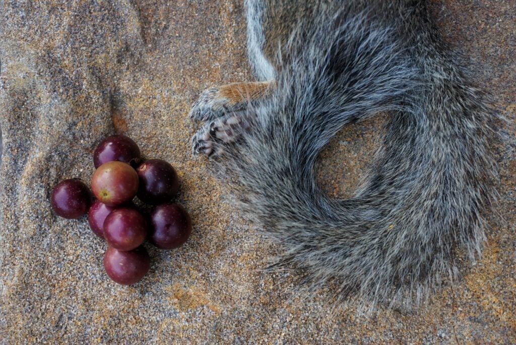 Squirrel hunting and foraging are some of the simplest, most useful skills an outdoorsman can master.