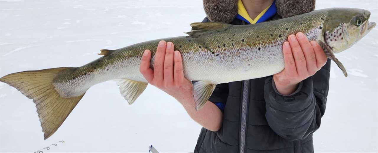 maine atlantic salmon through ice