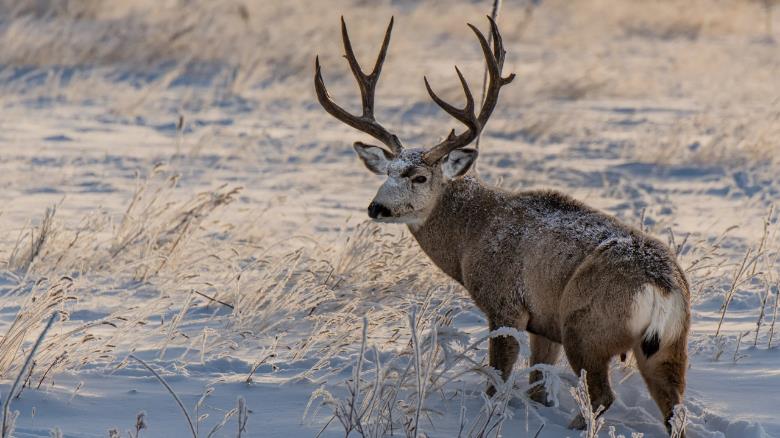 The Biggest Threats to Mule Deer