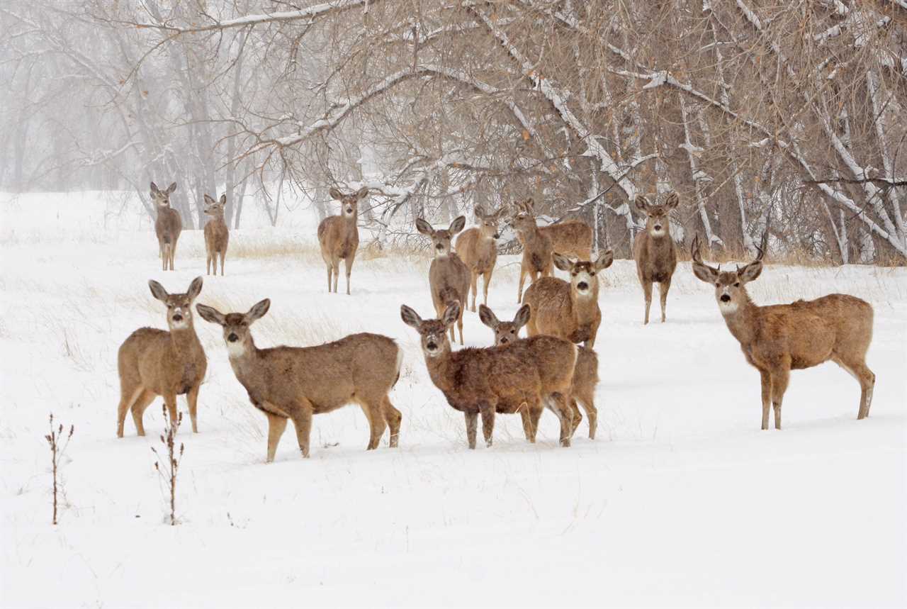 A herd of mule deer standing in the snow in winter.