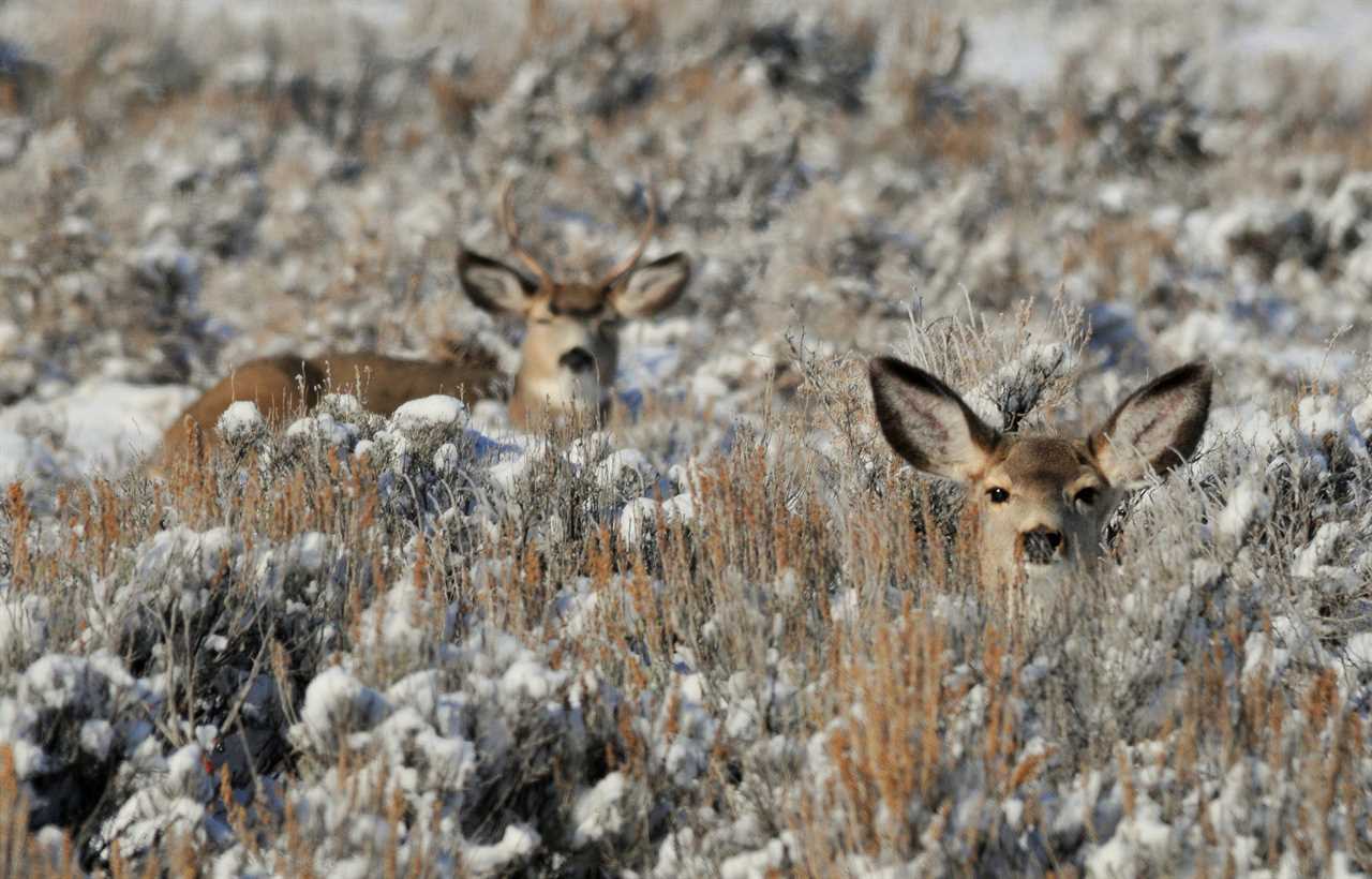 Two mule deer bedded in sagebrush.