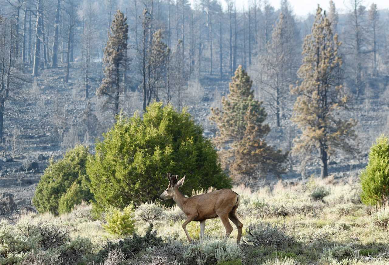 A mule deer browsing near a wildfire burn.