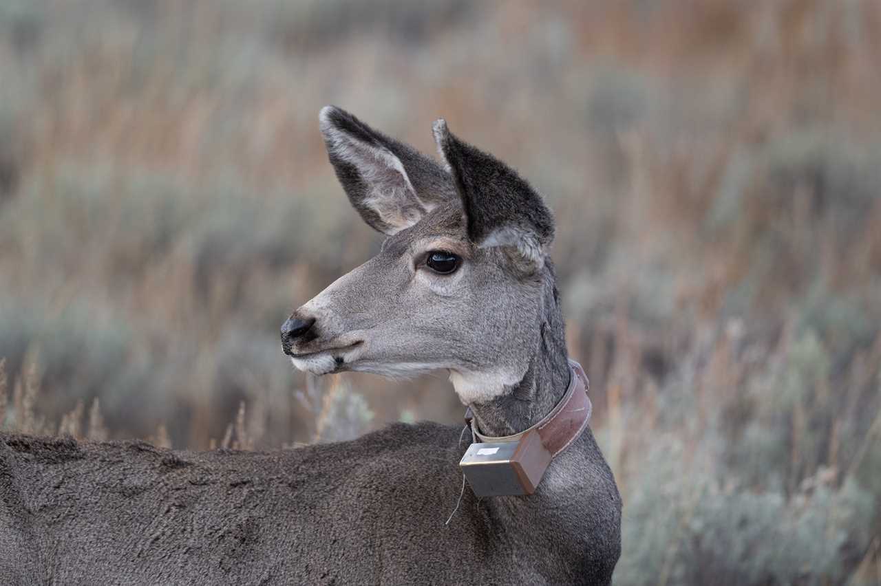 The Biggest Threats to Mule Deer