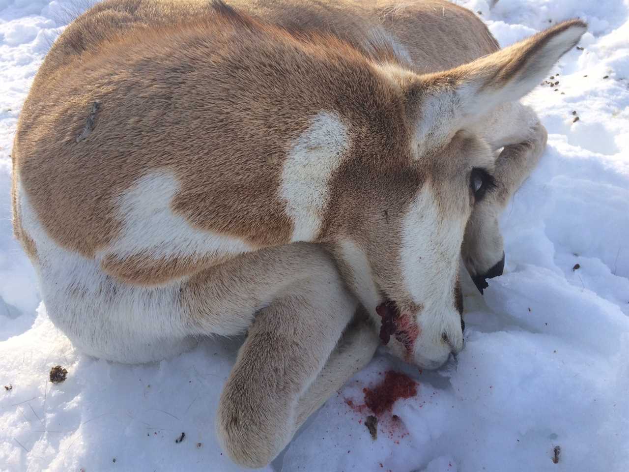 pronghorn killed by yew tree