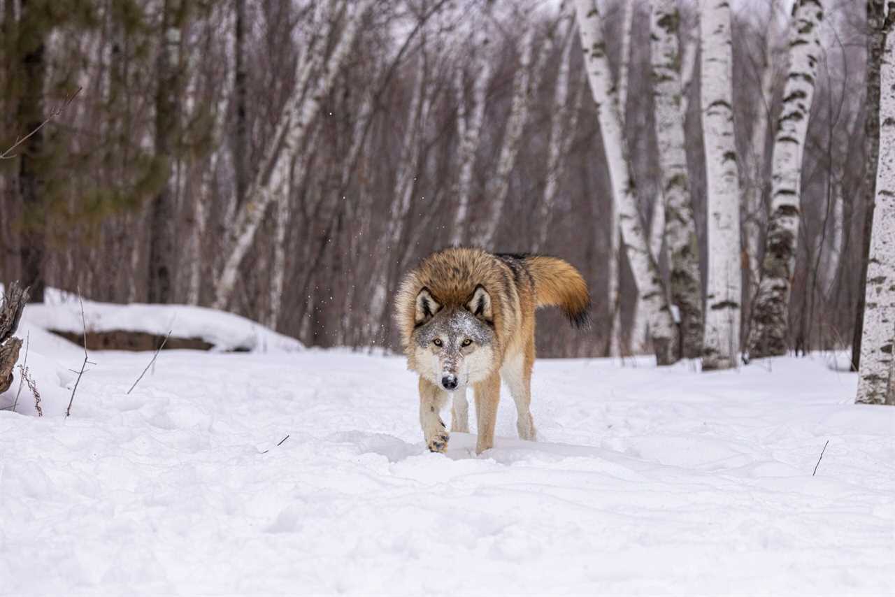 minnesota wolves