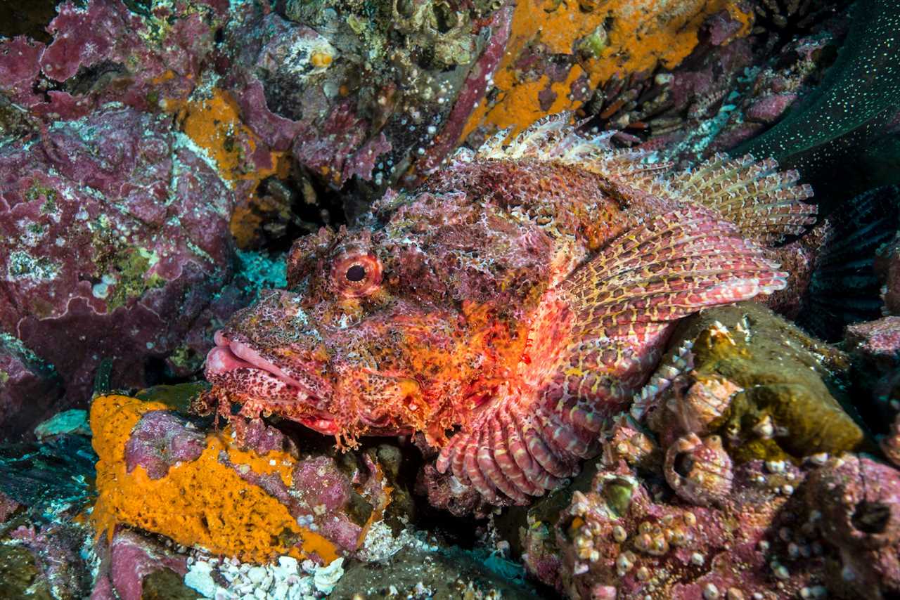 Scorpion fish