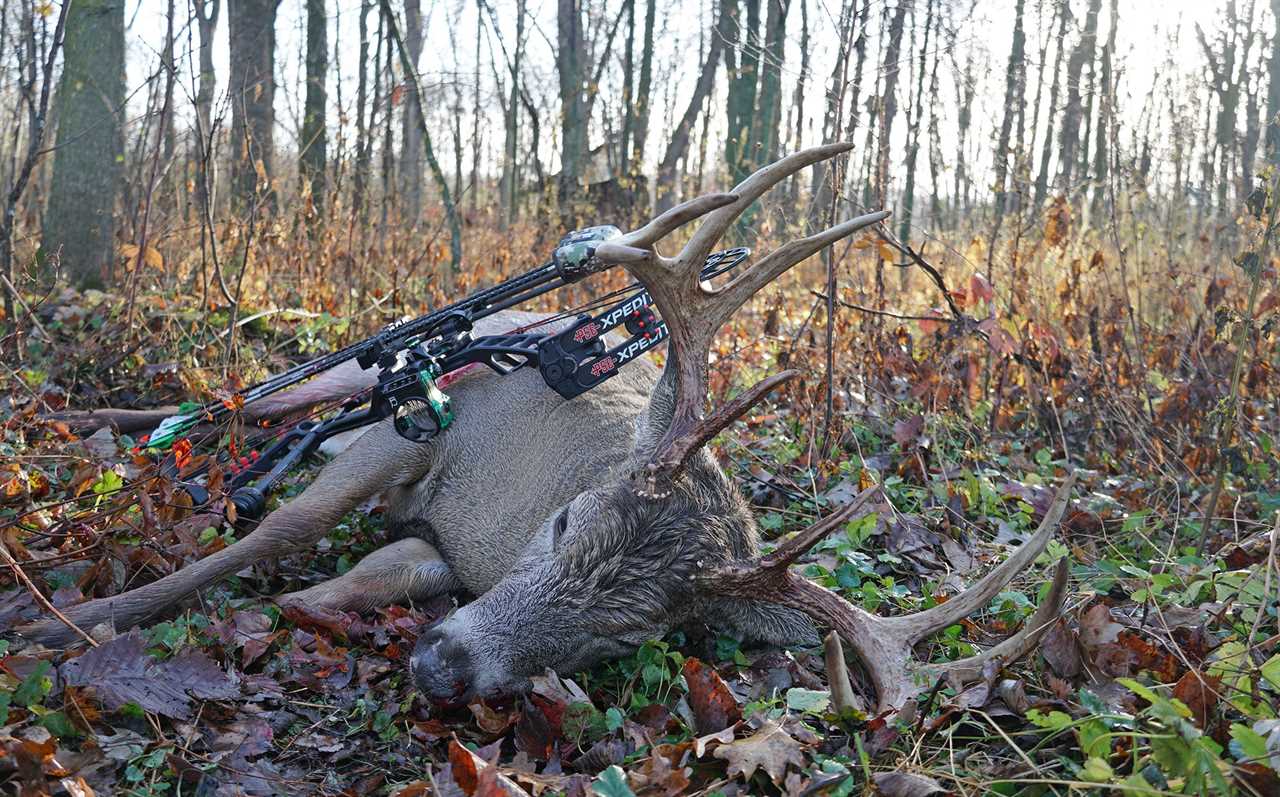 wisconsin buck