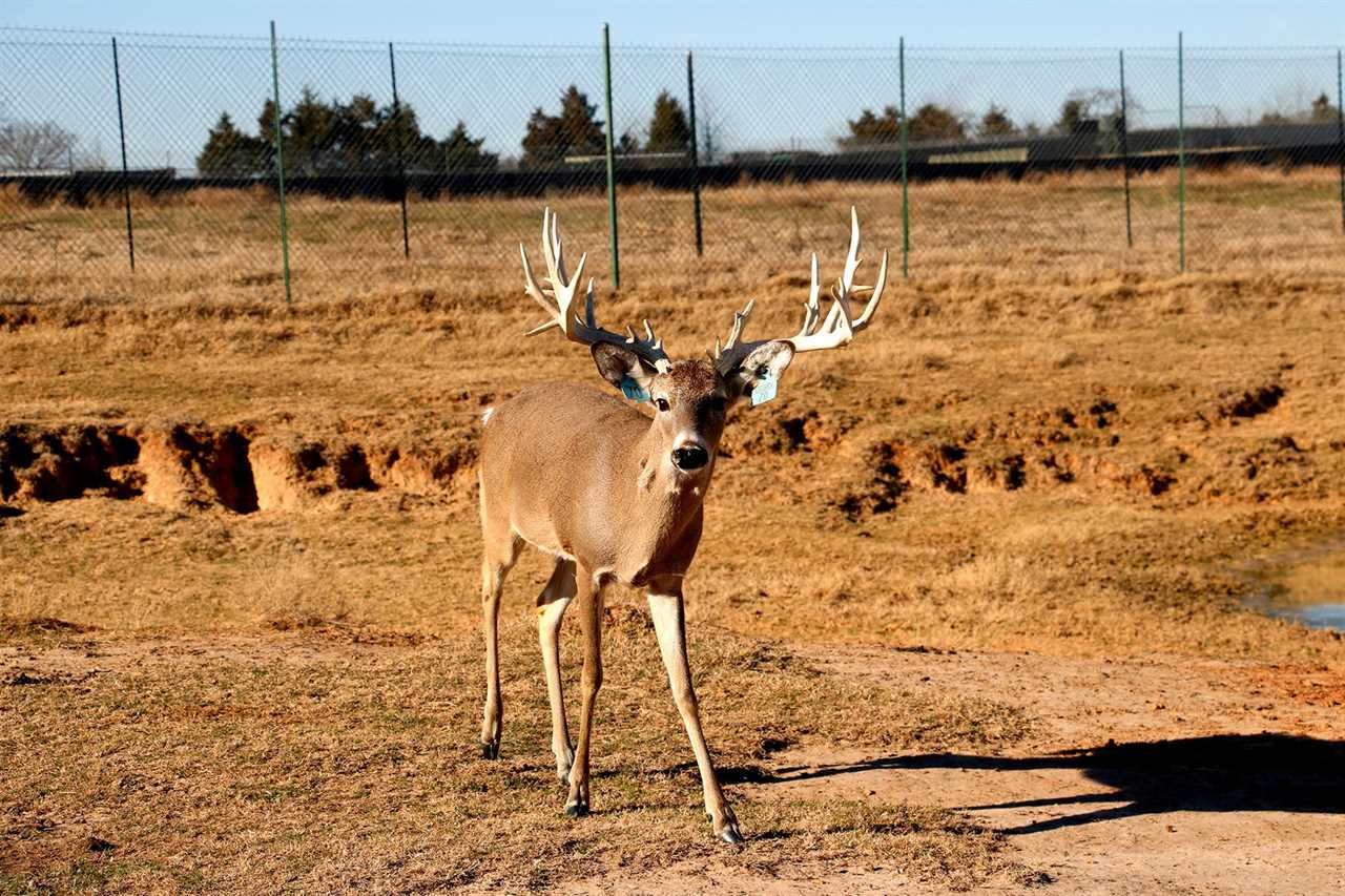 high fence buck chronic wasting disease