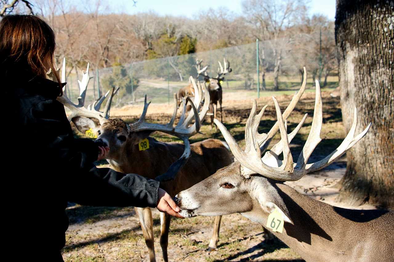 feeding deer RW ranch chronic wasting disease