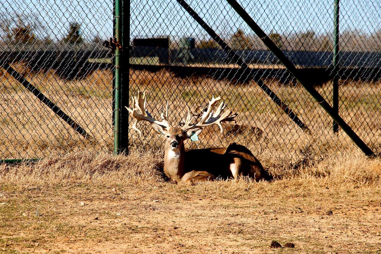 captive buck chronic wasting disease