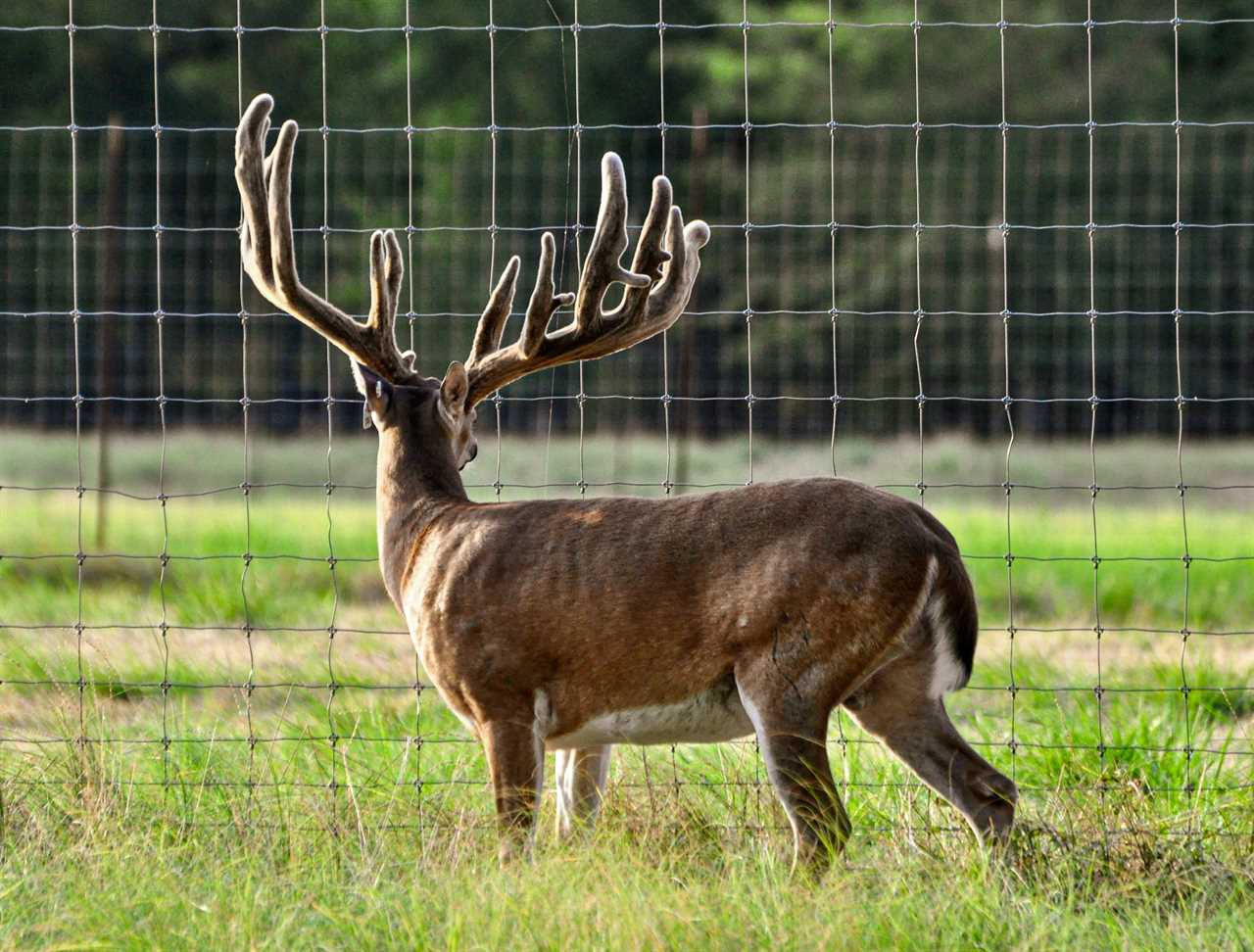 big rack ranch chronic wasting disease