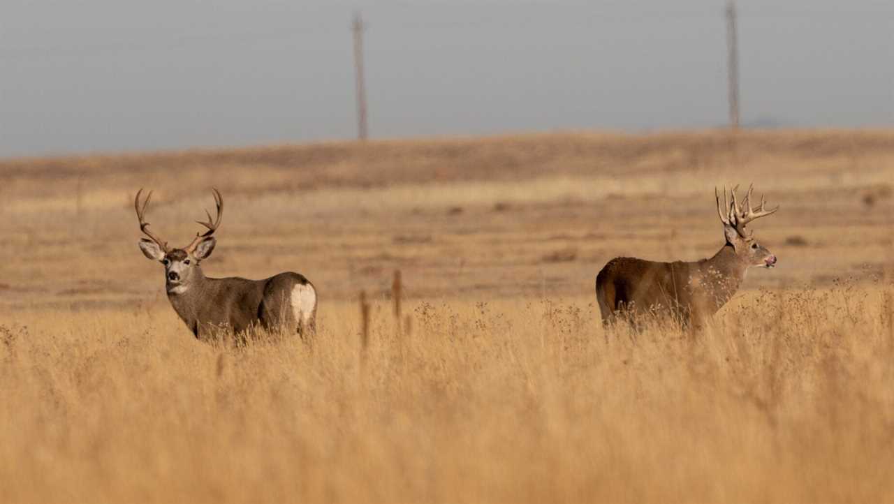 mule deer versus whitetail deer