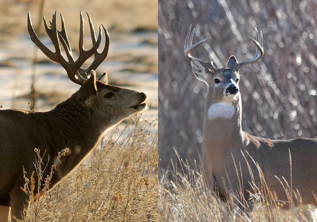 How to Tell a Mule Deer From a Whitetail