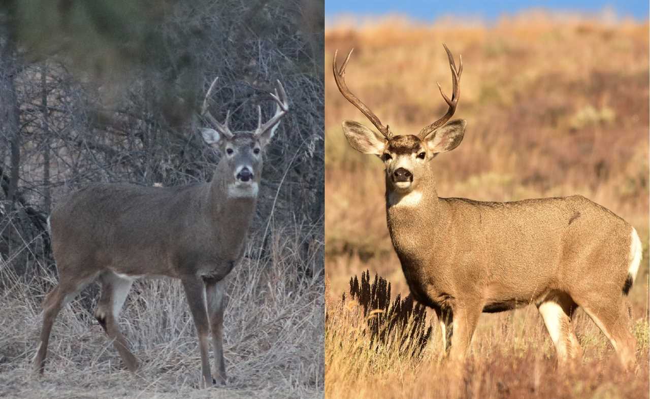 How to Tell a Mule Deer From a Whitetail