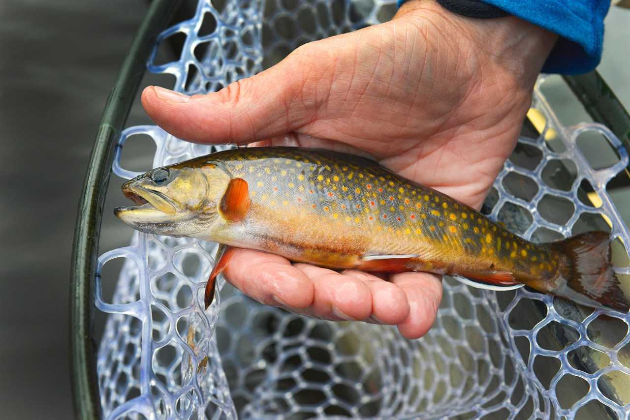 A small brook trout held in hand over a net.