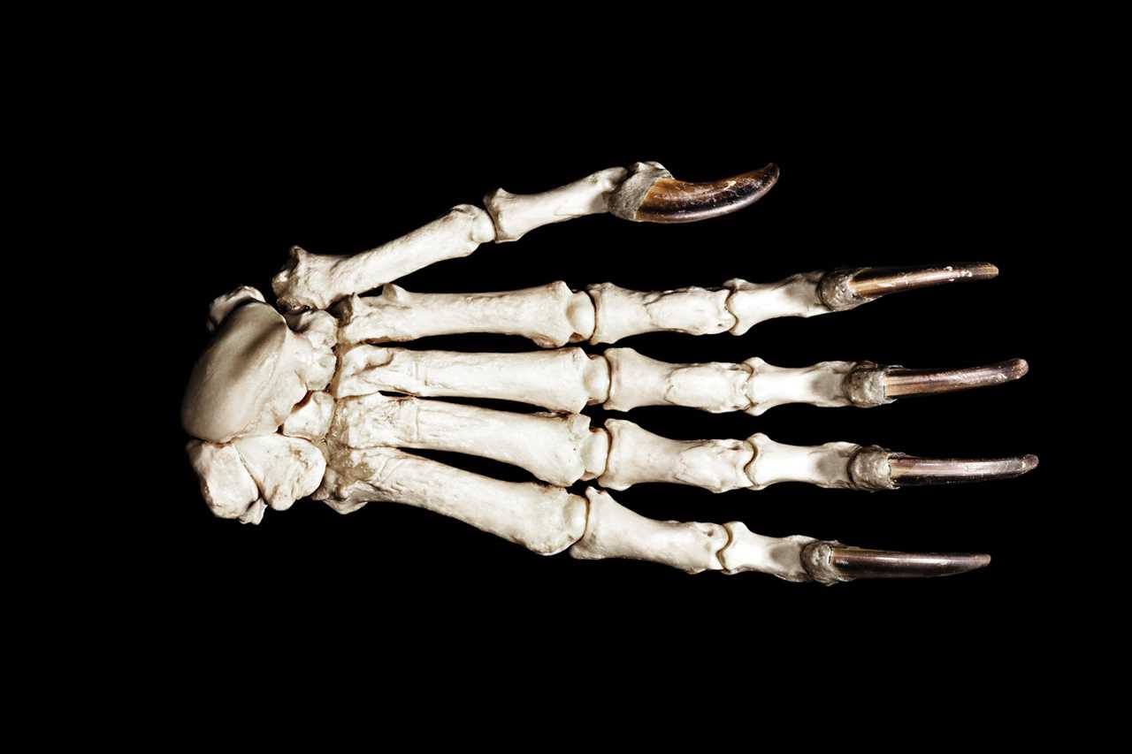 The white bones of a black bear claw on a black background.