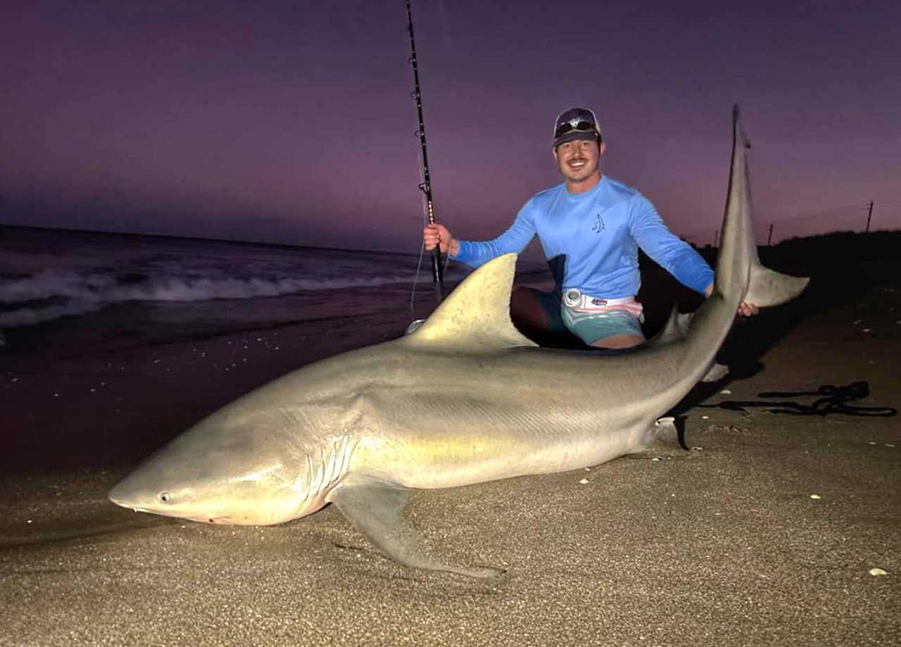 release record shark 1