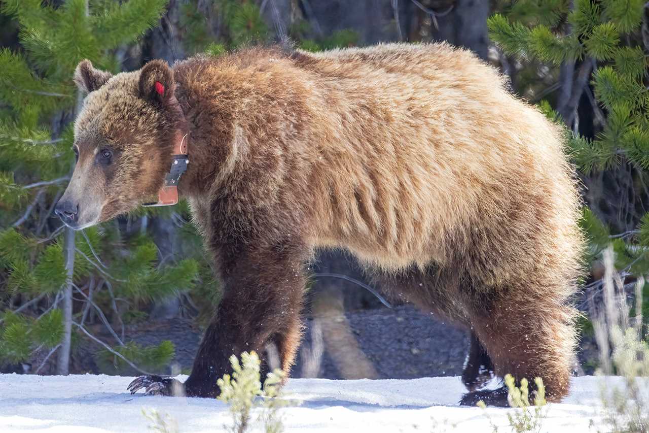 subadult bear with collar and ear tags