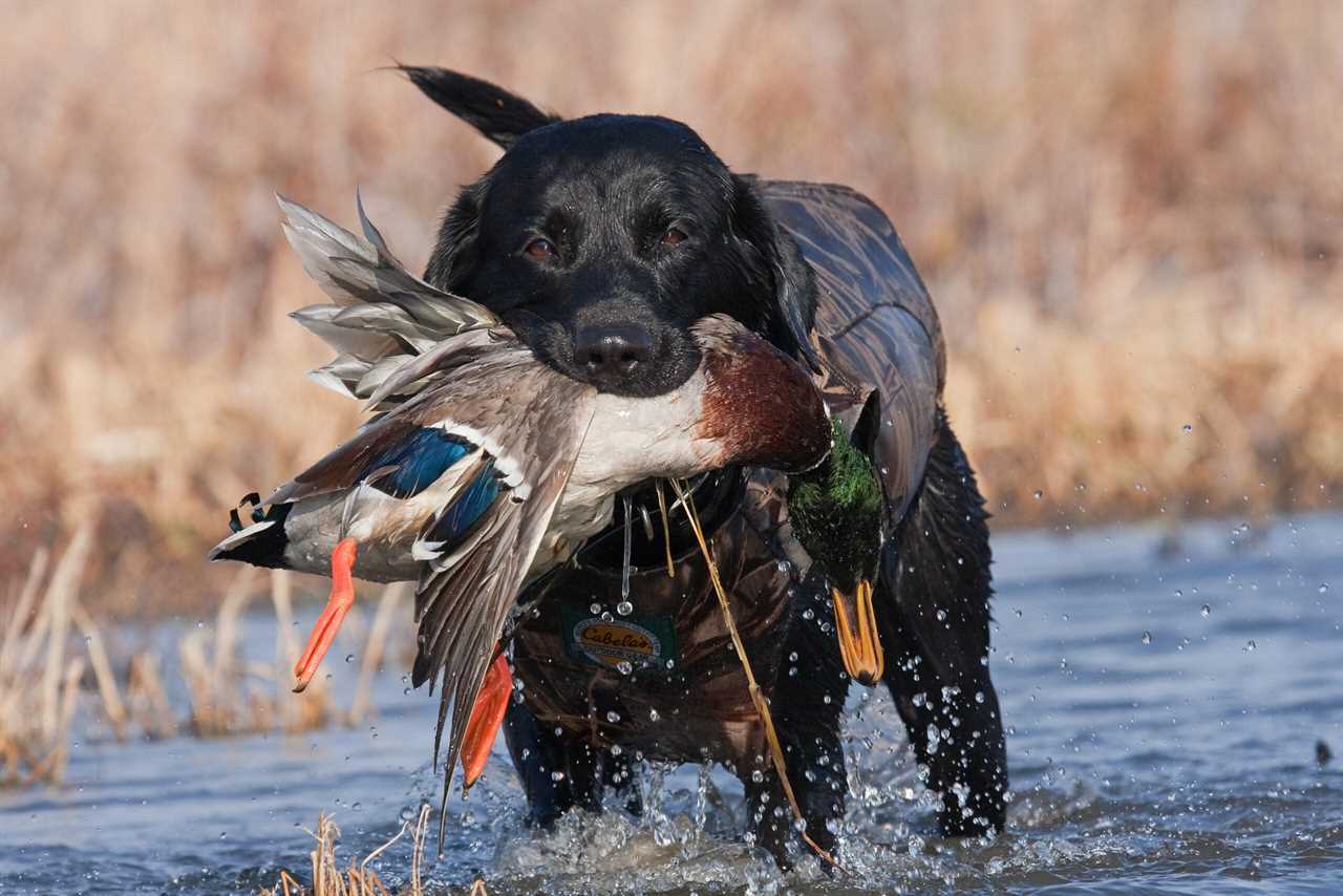 black lab hunting dog