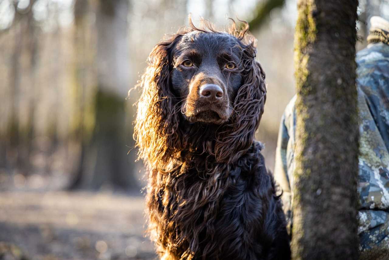 hunting dog in woods