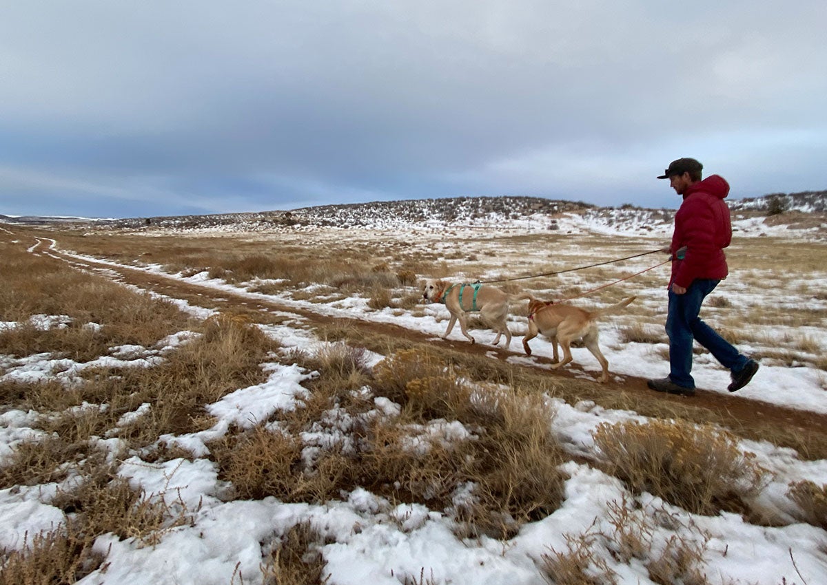 Two dogs wear the best dog harnesses for hiking.