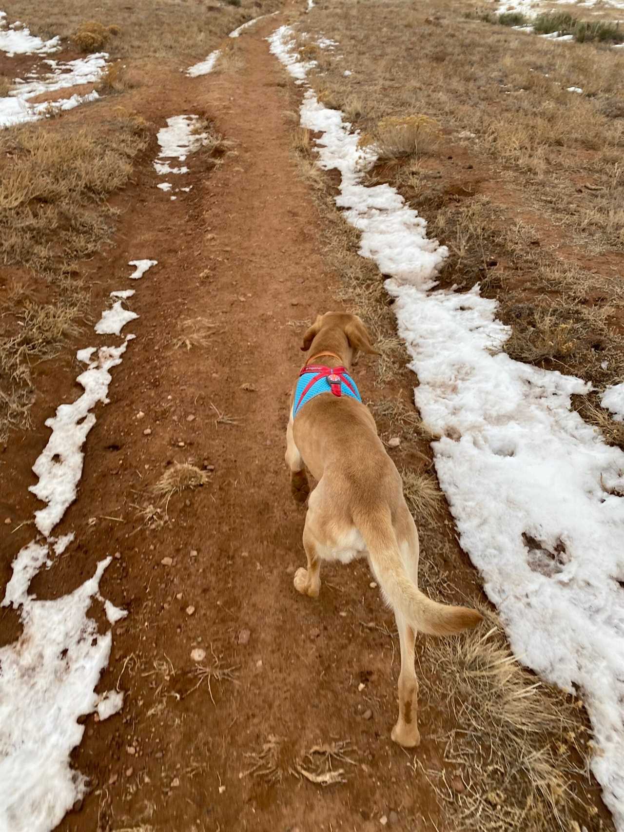 Dog tests the Kurgo On-Trail Run-Light Vest.