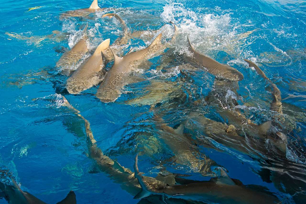 Sharks boiling in a feeding frenzy at the water's surface.