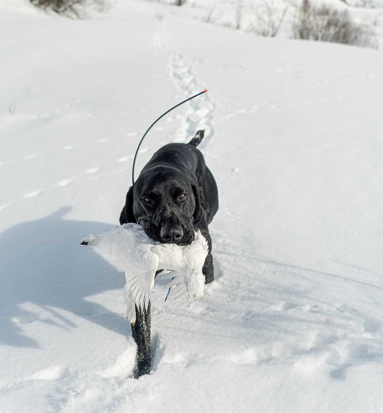 A GSP retrieves a ptarmigan.