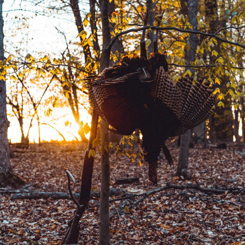 Limb Hanger Turkey