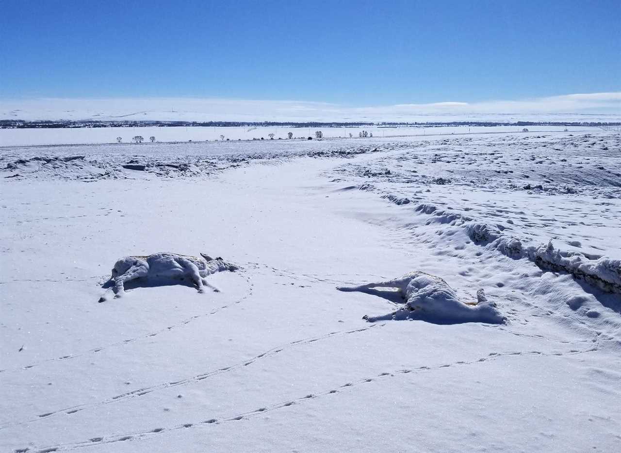 dead wyoming pronghorn pneumonia