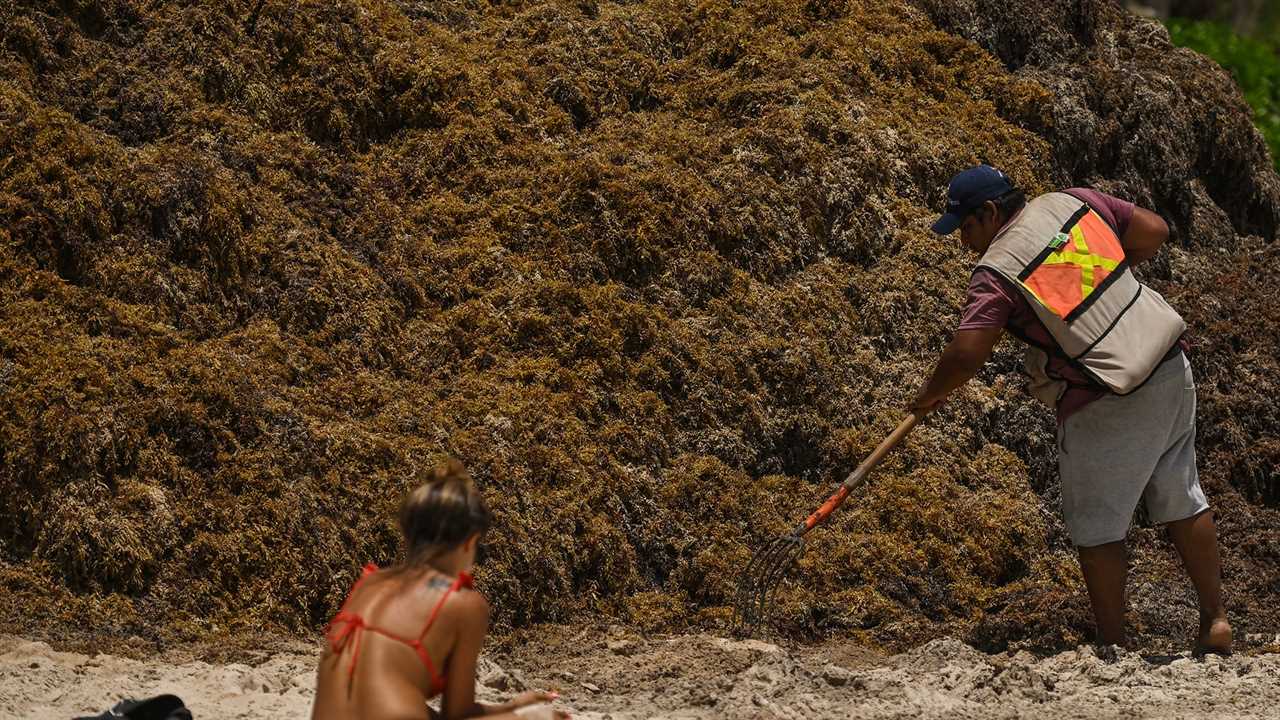 Sargassum seaweed piled on a beach in the gulf of Mexico.