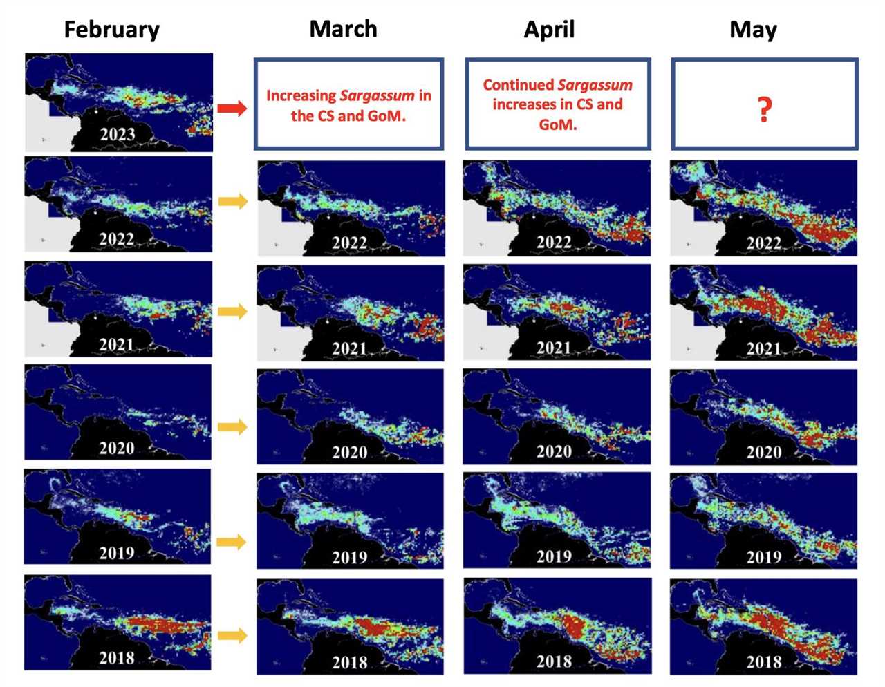 Sattelite imagery of sargassum.