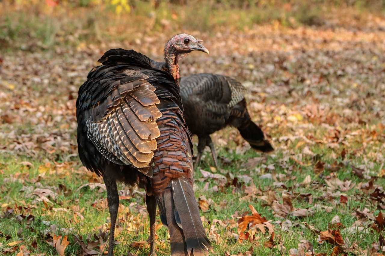 Wild turkey population decline