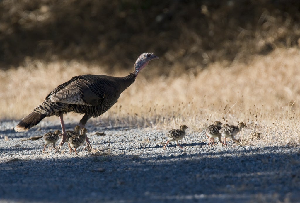 Wild turkey with poults